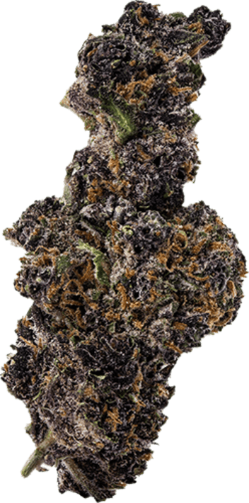 Thai Black Dog image 1