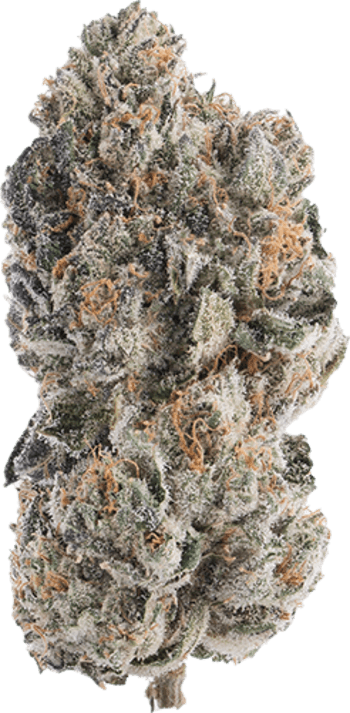 Orange Sherb image 1